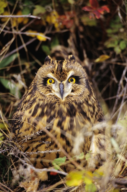 Short-Eared Owl, Asio Flammeus, Front Range, Colorado PosterPrint - Item # VARDPI1978585