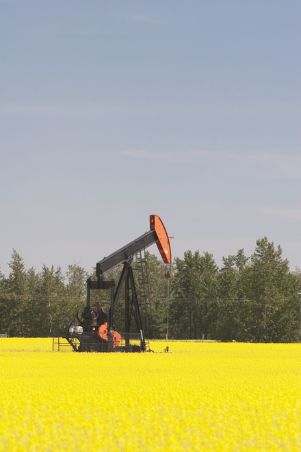 Alberta, Canada; Pump Jack In A Flowering Canola Field PosterPrint - Item # VARDPI1866962