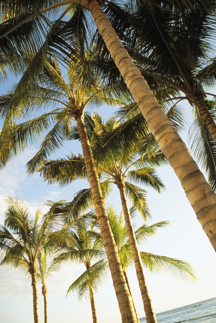 Hawaii, Oahu, Waikiki, Many Palm Trees Against Blue Sky From Below PosterPrint - Item # VARDPI1991331