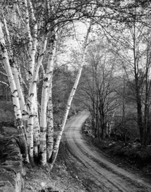 Dirt road passing through a forest  New Hampshire  USA Poster Print - Item # VARSAL25525021