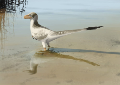 Bambiraptor feinbergi standing in shallow water Poster Print