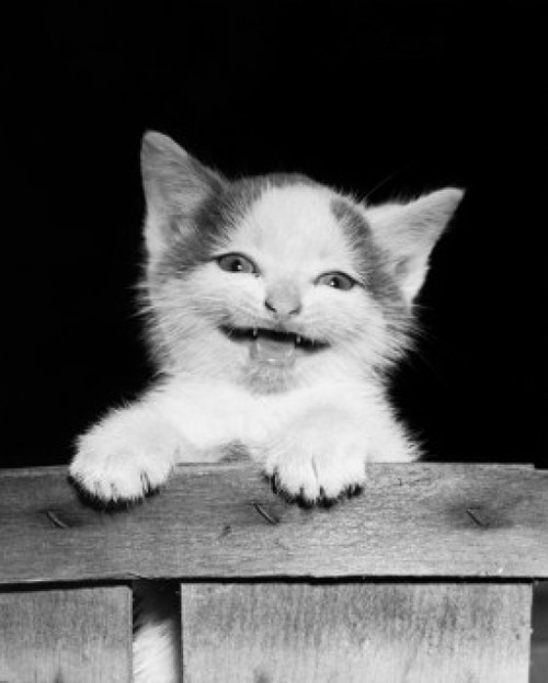 Kitten hanging on the side of a basket Poster Print - Item # VARSAL25517768