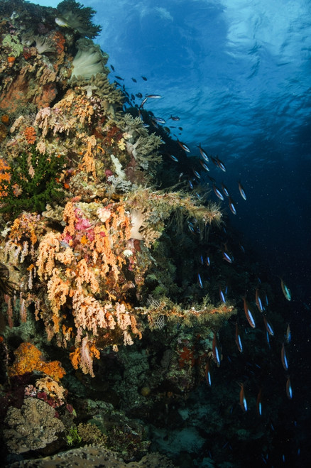 Soft coral seascape and rainbow runners, Indonesia Poster Print - Item # VARPSTTSW400169U