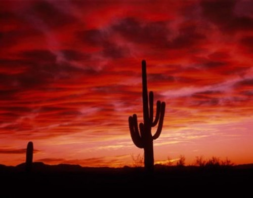 Organ Pipe Cactus State Park  AZ Poster Print by Panoramic Images (16 x 12) - Item # PPI45554