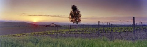 Tree in a vineyard  Val D'Orcia  Siena Province  Tuscany  Italy Poster Print by Panoramic Images (30 x 18) - Item # PPI128134M