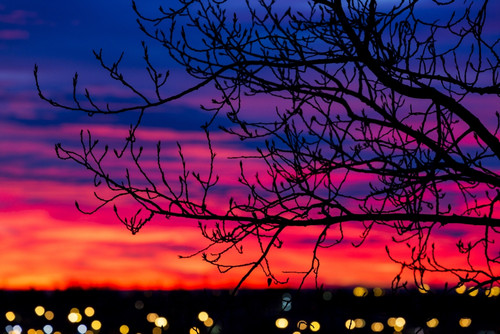 Close up of silhouetted tree branches with dramatically colourful clouds at sunrise with blurred city lights; Calgary, Alberta, Canada PosterPrint - Item # VARDPI12272862
