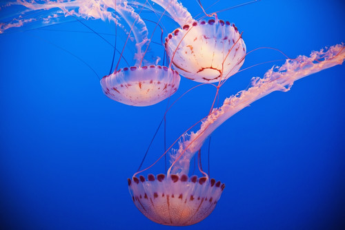 Jellyfish In Aquarium; California, Usa PosterPrint - Item # VARDPI2335508