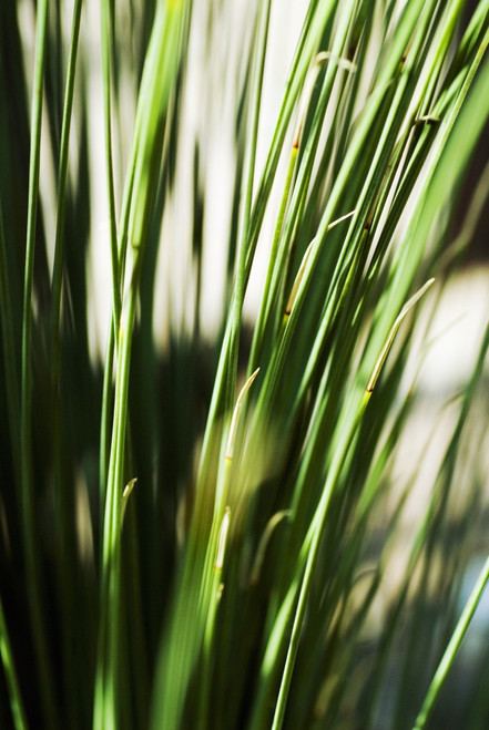 Selective Focus Of Green Grassy Shoots. PosterPrint - Item # VARDPI1976345