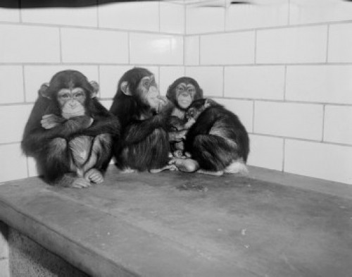 USA  New York State  New York City  Common Chimpanzees relaxing at Bronx Zoo Poster Print - Item # VARSAL255424153
