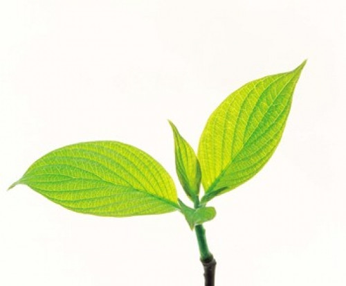 Close up of green leaves on light grey Poster Print by Panoramic Images (16 x 14) - Item # PPI118081
