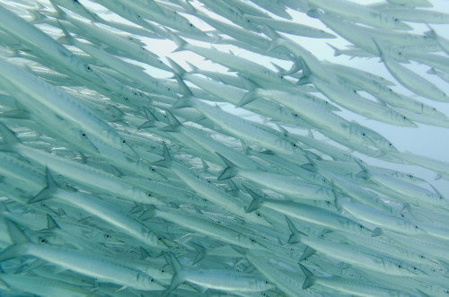 A School Of Barracudas Swimming Underwater; Galapagos, Equador PosterPrint - Item # VARDPI1963828