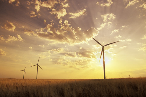 Wind Turbines In Barley Field At Sunset, Near St. Leon, Manitoba PosterPrint - Item # VARDPI2028520