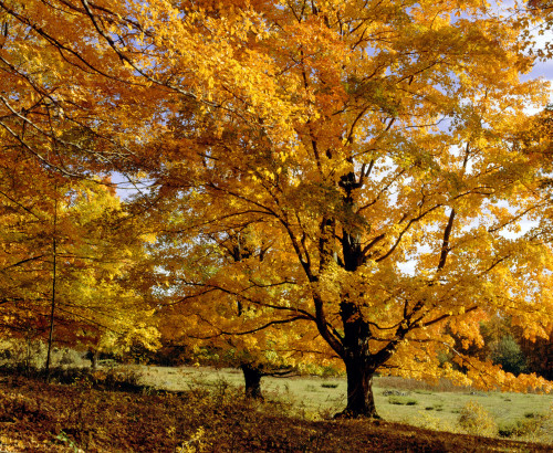 Fall Colours In Eastern Townships, Quebec, Canada PosterPrint - Item # VARDPI1803954