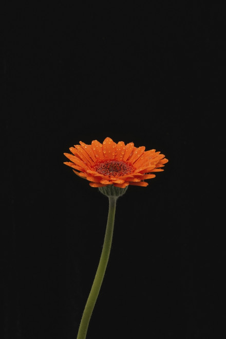 Head and stem of an orange gerbera, sprinkled with raindrops against a black background; London, England PosterPrint - Item # VARDPI12288066