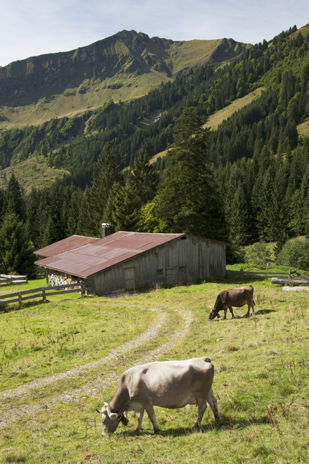 Cattle Grazing On An Alpine Meadow With A Barn And Mountains In The Background; Oberstdorf, Germany PosterPrint - Item # VARDPI1900598