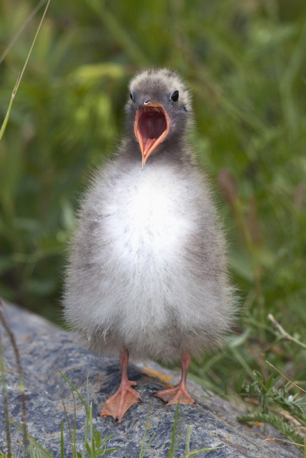 Newborn Arctic Tern Chick With Mouth Wide Open And Waiting To Be Fed At Potter Marsh Near Anchorage, Alaska PosterPrint - Item # VARDPI2094063