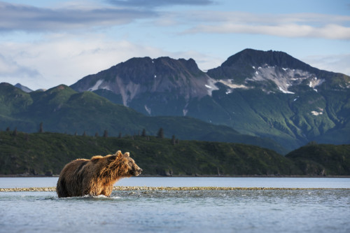 Coastal Brown Bear (Ursus arctos) walking through salmon spawning stream by Kukak Bay, Katmai National Park, Southwest Alaska PosterPrint - Item # VARDPI2383715