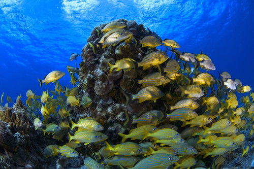 Schooling Bluestriped Grunt (Haemulidae Sciurus) Fish On Coral Reef, Cozumel, Mexico PosterPrint - Item # VARDPI1832714