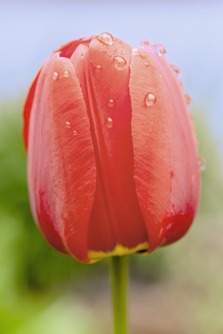 Close up of tulip; Quebec, Canada PosterPrint - Item # VARDPI12259597