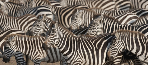 Zebras, Kenya, Africa PosterPrint - Item # VARDPI1865803