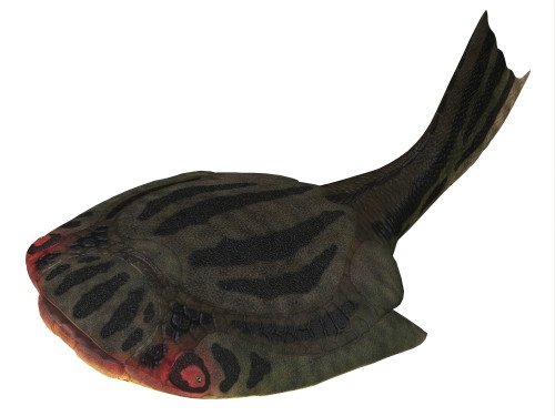 Drepanaspis is an extinct primitive jawless fish in the Devonian Period of Germany Poster Print - Item # VARPSTCFR200375P
