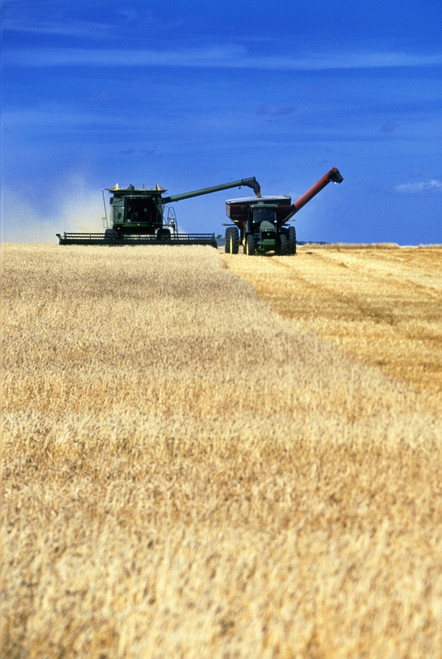 Spring Wheat Harvest, Tiger Hills, Manitoba PosterPrint - Item # VARDPI2025043