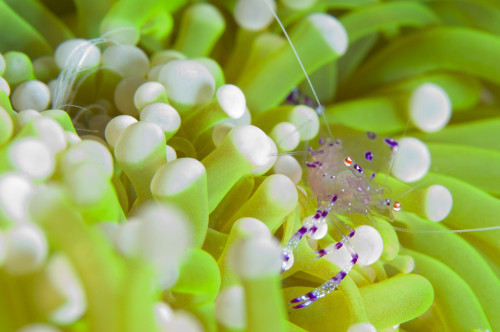 Commensal shrimp on green anemone, Fathers reef, Kimbe Bay, Papua New Guinea Poster Print - Item # VARPSTSJN400218U