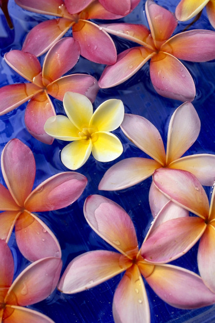 Studio Shot Of One Yellow And Mixed Color Plumeria Flowers, Blue Background PosterPrint - Item # VARDPI2002487