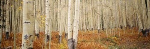 Aspen  Colorado Poster Print by Panoramic Images (37 x 12) - Item # PPI38795