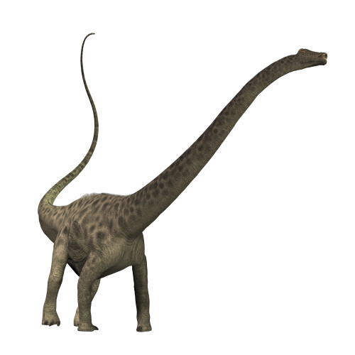 Diplodocus dinosaur Poster Print - Item # VARPSTCFR200017P