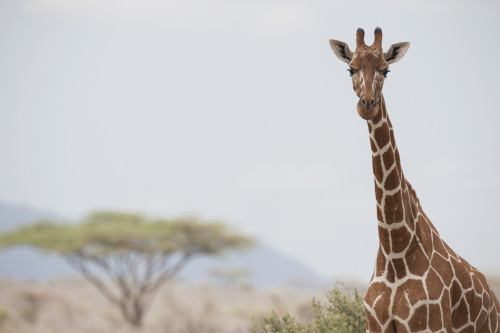Giraffe (Giraffa Camelopardalis) In Samburu National Reserve; Kenya, Africa PosterPrint - Item # VARDPI1865622