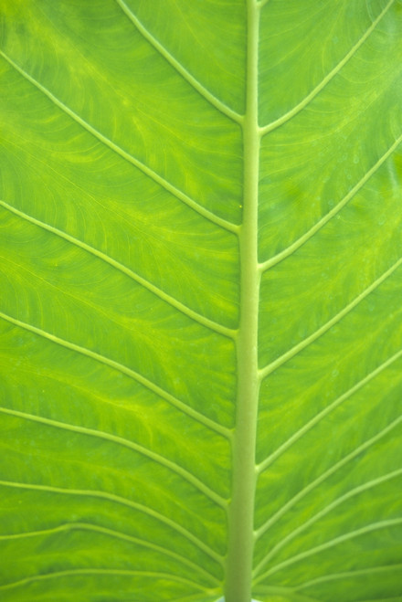 Leaf Detail, Background PosterPrint - Item # VARDPI2002544