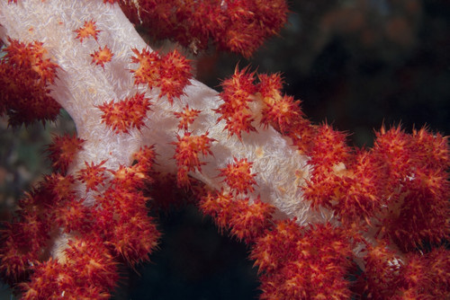 Red tree coral on a Fijian reef Poster Print - Item # VARPSTTMO400556U