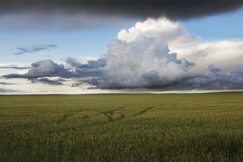 Storm Clouds Over A Grain Field During The Summer In Central Alberta PosterPrint - Item # VARDPI2044266