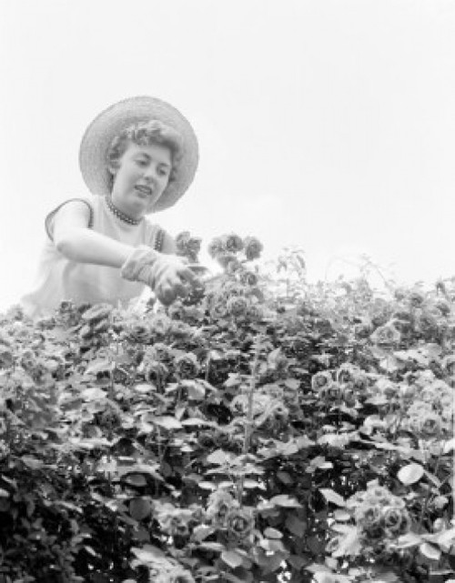 Woman cutting roses  low angle view Poster Print - Item # VARSAL255419341