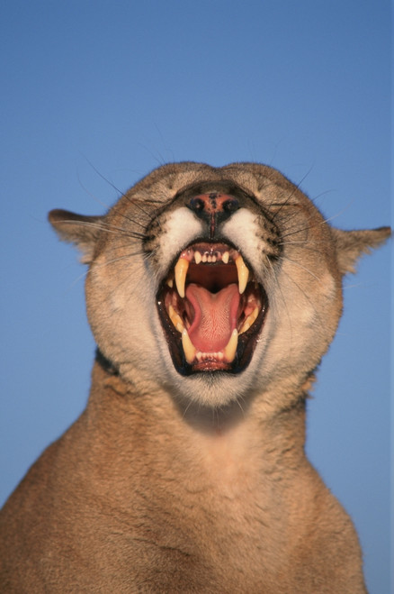 V.Hurst; Tk21663D, Mountain Lion Growling PosterPrint