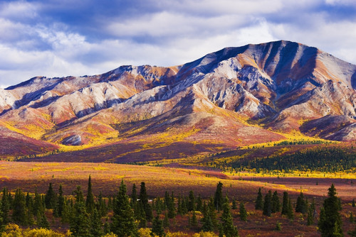 Fall Colours And Fang Mountain, Denali National Park, Alaska PosterPrint - Item # VARDPI2046168