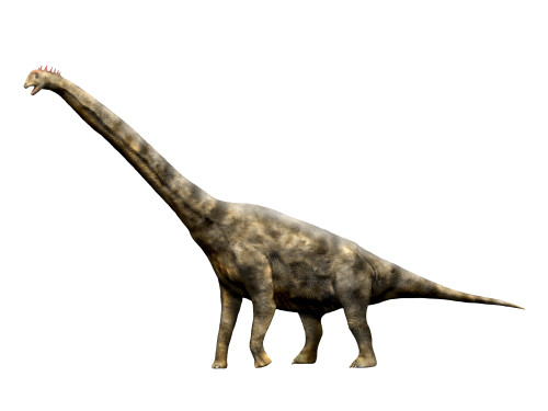 Brachiosaurus dinosaur, white background Poster Print