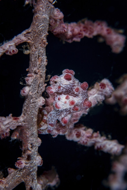 A pygmy seahorse mimics its host gorgonian on a reef in Lembeh Strait, Indonesia. This area is known for its extremely high marine biodiversity Poster Print - Item # VARPSTETH400141U