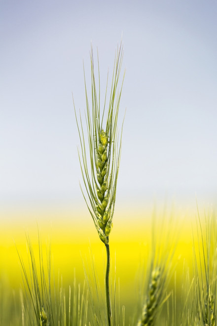 Close up of a green wheat head with the yellow colour of a flowering canola field in the background and blue sky; Acme, Alberta, Canada PosterPrint - Item # VARDPI12285328