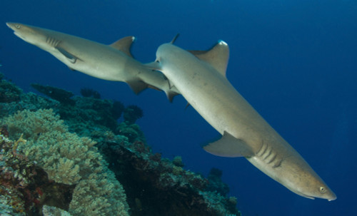 A pair of Whitetip reef sharks, Fathers reef, Kimbe Bay, Papua New Guinea Poster Print - Item # VARPSTSJN400019U