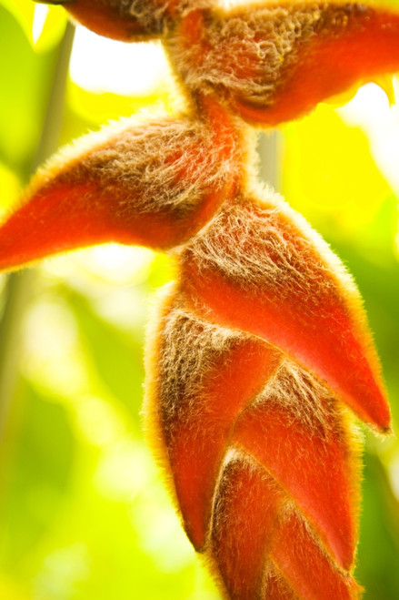 USA, Hawaii, Oahu, Close-Up Of Heliconia Plant; Waikiki PosterPrint - Item # VARDPI1975763