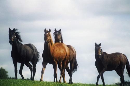Four Thoroughbred Horses In A Field, Republic Of Ireland PosterPrint - Item # VARDPI1798503