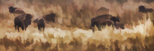 Bison (Bison bison athabascae) grazing, Elk Island National Park; Alberta, Canada PosterPrint - Item # VARDPI12290187