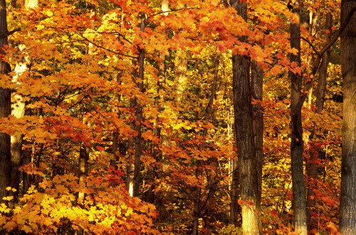 Autumn Trees PosterPrint - Item # VARDPI1781559