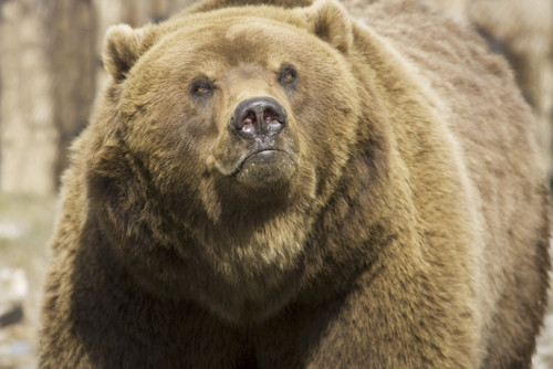 Captive Grizzly At The Alaska Zoo, Southcentral Alaska PosterPrint - Item # VARDPI2171795