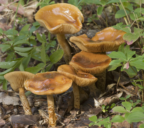 Mushroom Growing In Forest Understory, Alaska PosterPrint - Item # VARDPI2094287