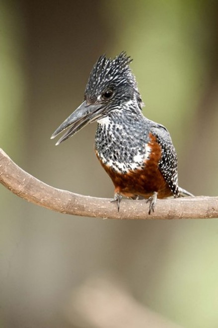 Giant kingfisher (Megaceryle maxima) perching on a branch  Lake Manyara  Tanzania Poster Print by Panoramic Images (16 x 24) - Item # PPI119618