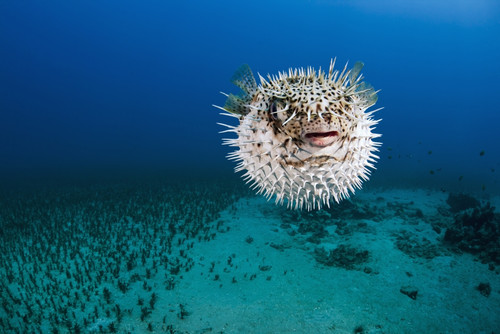 Hawaii, The spotted porcupinefish (Diodon hystrix) floating in deep blue pacific waters. PosterPrint - Item # VARDPI2116866