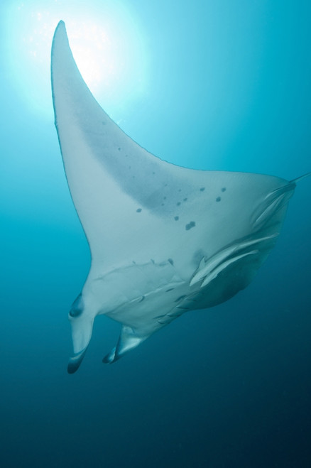 Manta Ray, Ari and Male Atoll, Maldives Poster Print - Item # VARPSTMME400106U